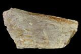 Permian Amphibian Fossil Bone - Texas #153747-1